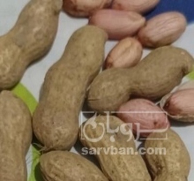 فروش بادام زمینی با قلاف