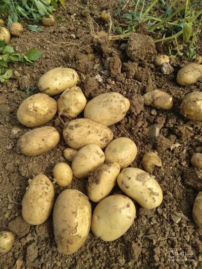 فروش سیب زمینی جلی