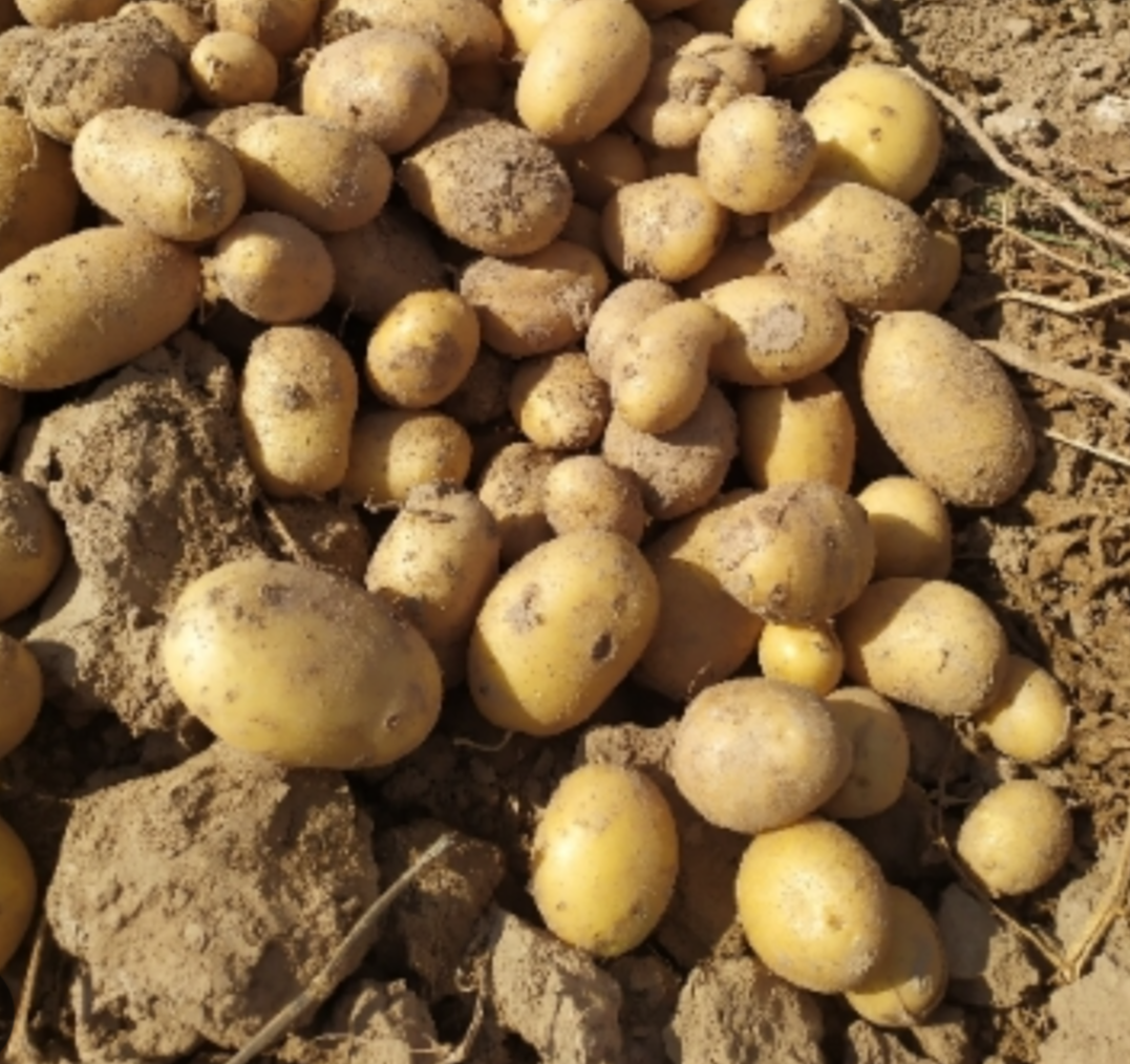 فروش سیب زمینی بذری جلی