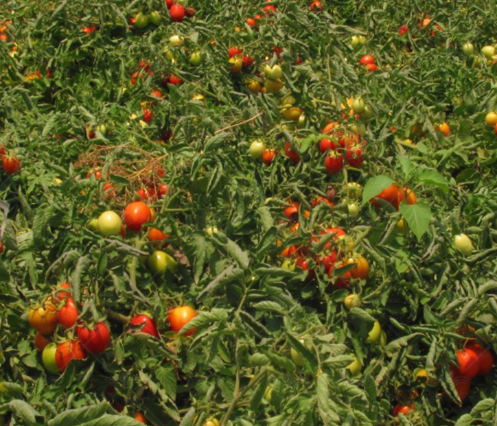 فروش گوجه فرنگی هوای ازاد