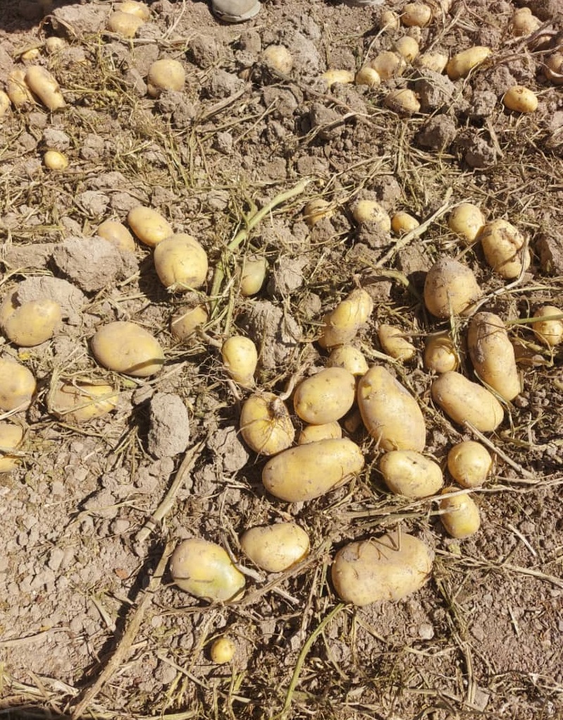 فروش سیب زمینی