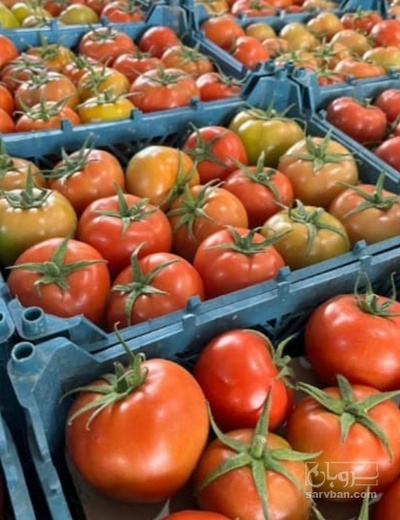 فروش گوجه فرنگی 4129