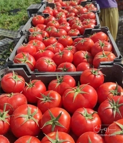 فروش گوجه فرنگی هوای ازاد