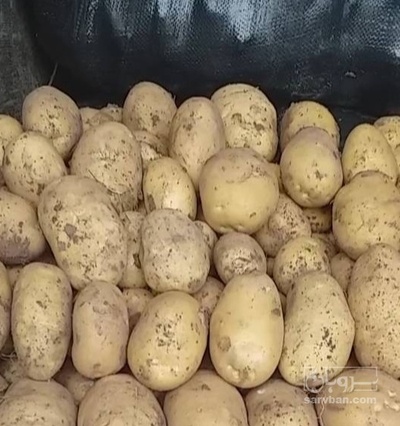 فروش سیب زمینی جلی