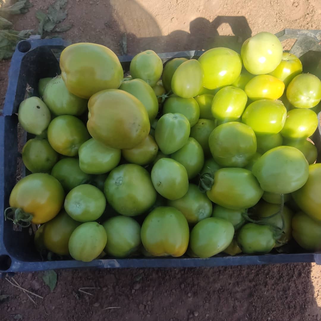 فروش گوجه فرنگی کال