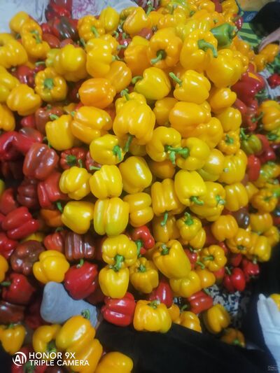 فروش فلفل دلمه ای رنگی