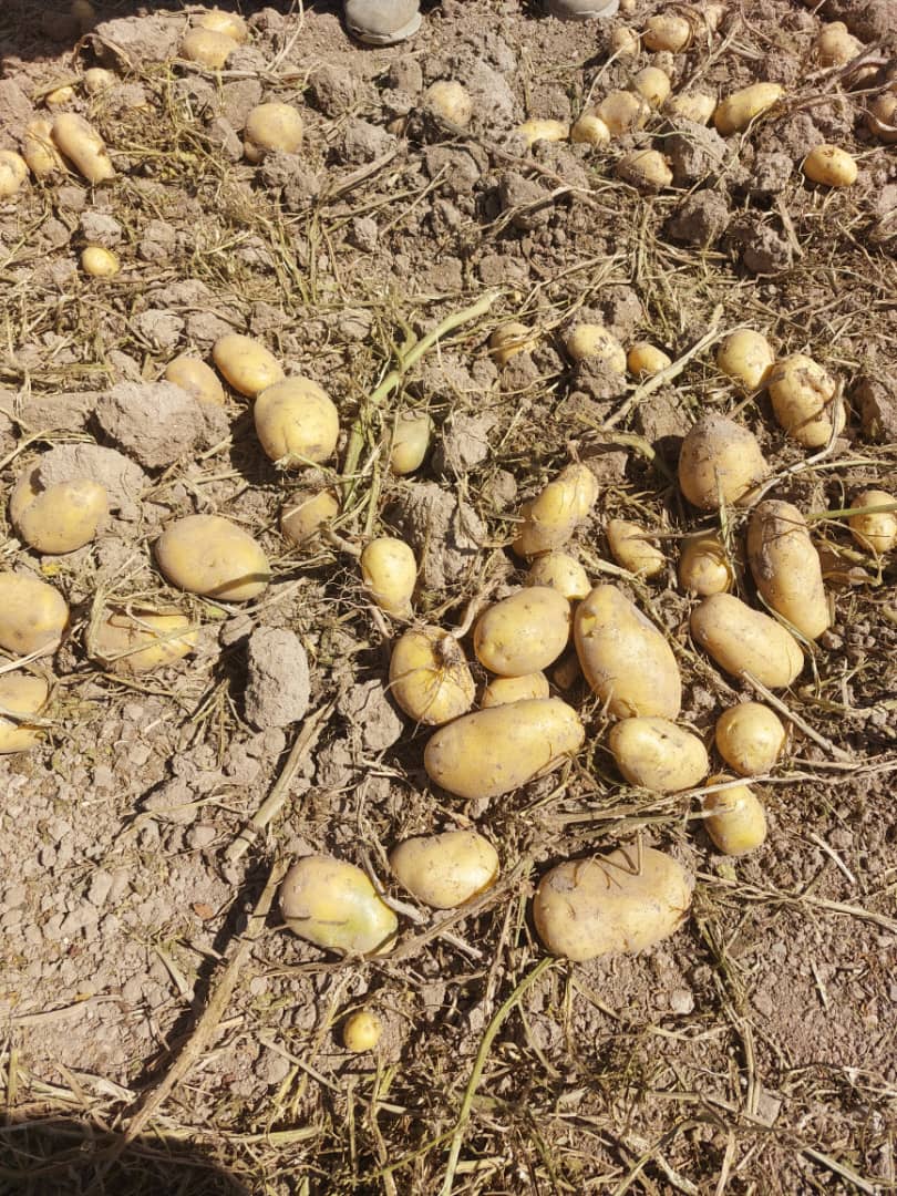 فروش سیب زمینی اگریا