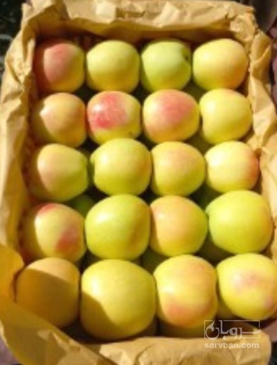 فروش سیب زرد