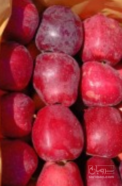 فروش سیب قرمز