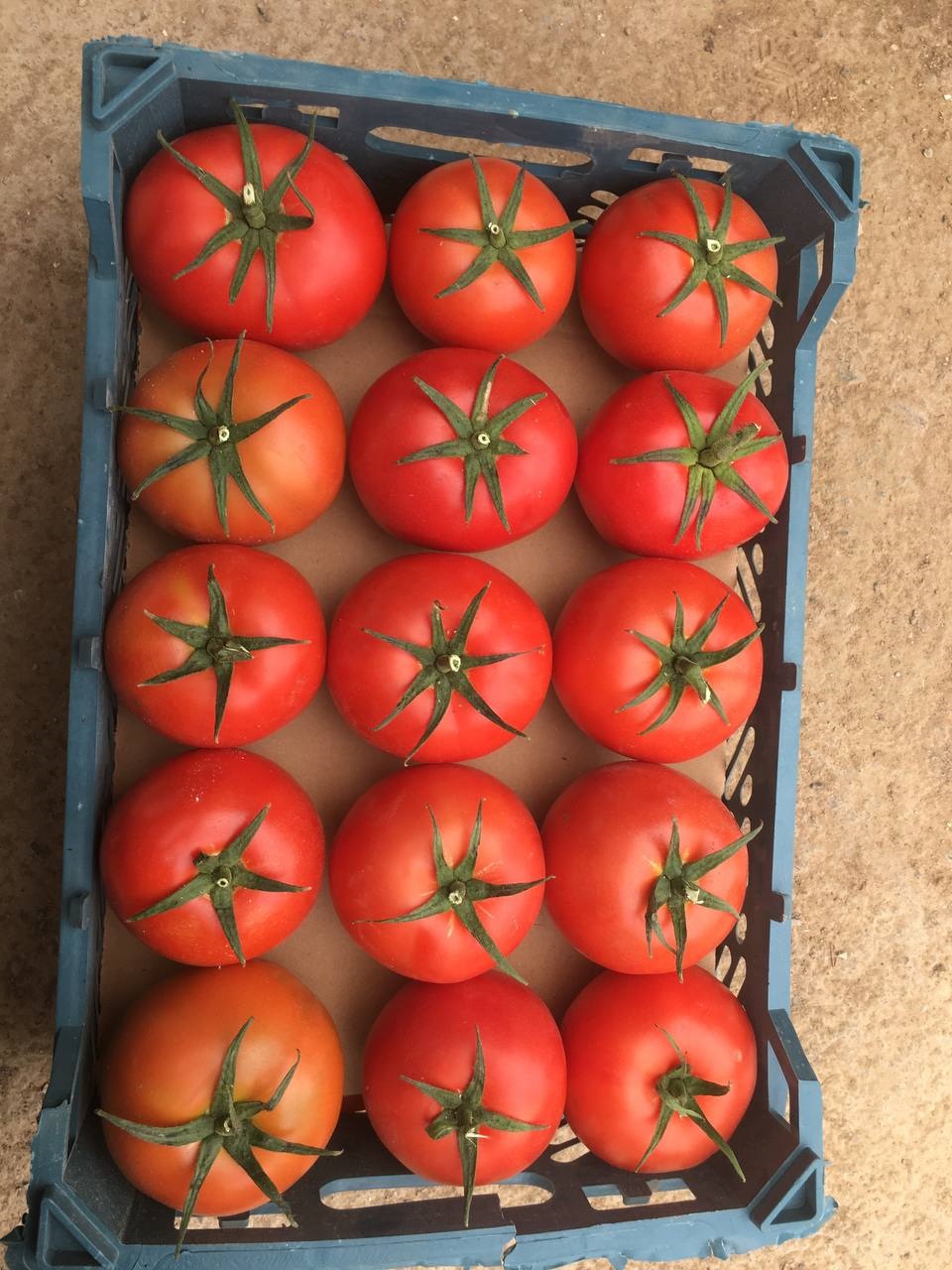 فروش گوجه فرنگی