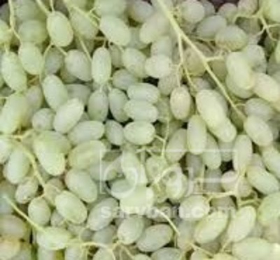 فروش انگورریش بابا