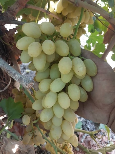 فروش انگوررطبی