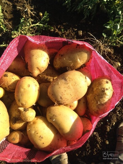 فروش سیب زمینی