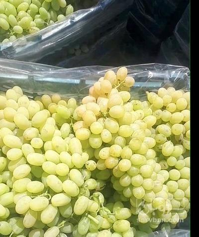 فروش انگورریش بابا