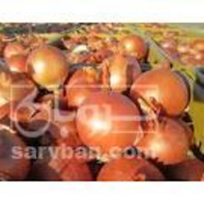 فروش پیاز طلایی