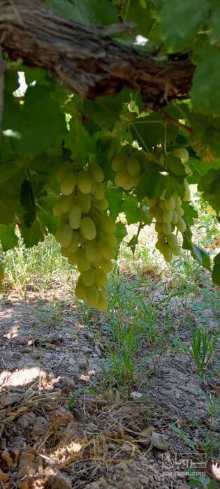 فروش انگورریش بابا