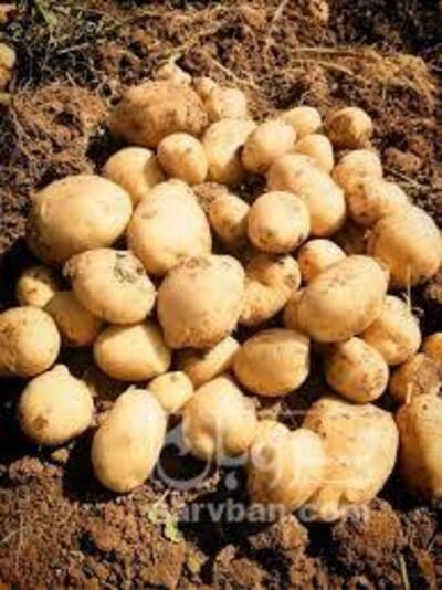 فروش سیب زمینی