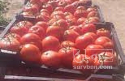 فروش گوجه فرنگی