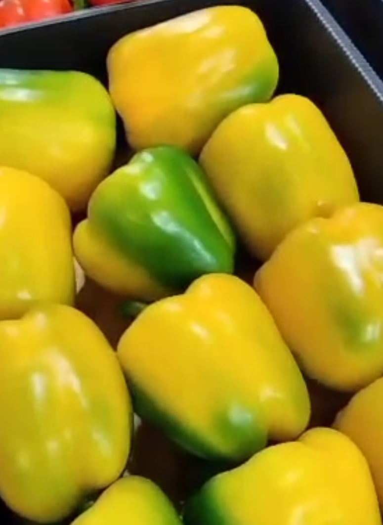 فروش فلفل دلمه ای گلخانه ایی