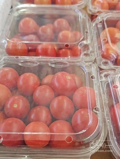 فروش گوجه فرنگی گیلاسی