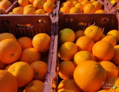 فروش پرتقال تامسون دورنگ