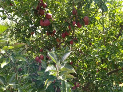 فروش سیب قرمز