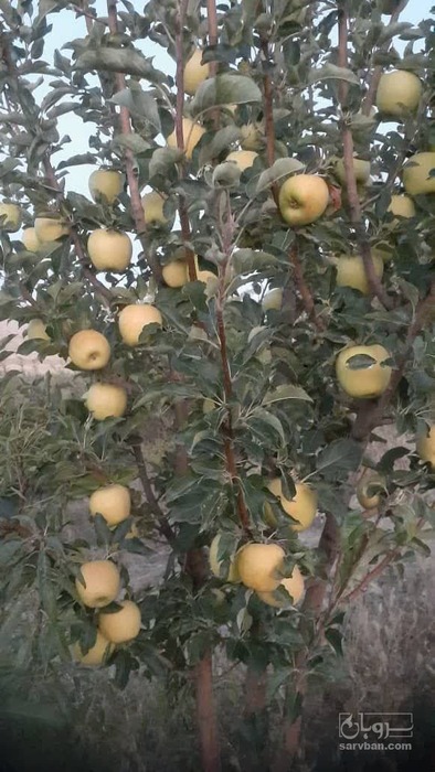 فروش سیب  زرد