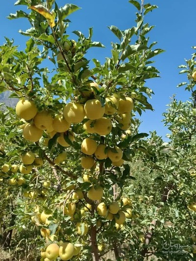 فروش سیب  زرد