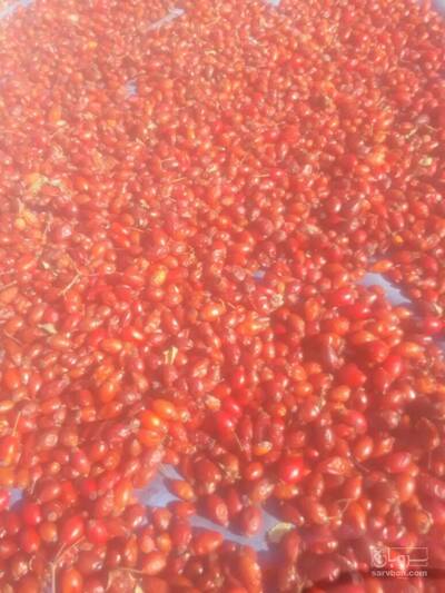 فروش میوه گل نسترن