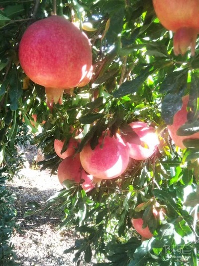 فروش انار رباب سرخ