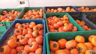 فروش خرمالو