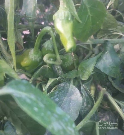 فروش فلفل همدانی سبز