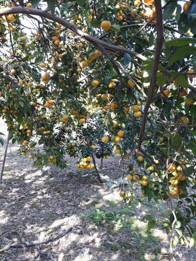 فروش نارنگی