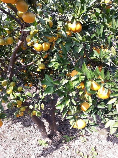 فروش نارنگی محلی