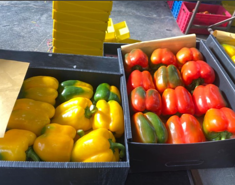 فروش فلفل دلمه ای رنگی