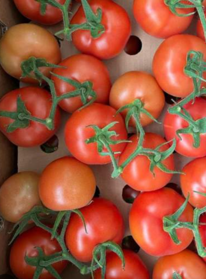 فروش گوجه فرنگی خوشه ایی