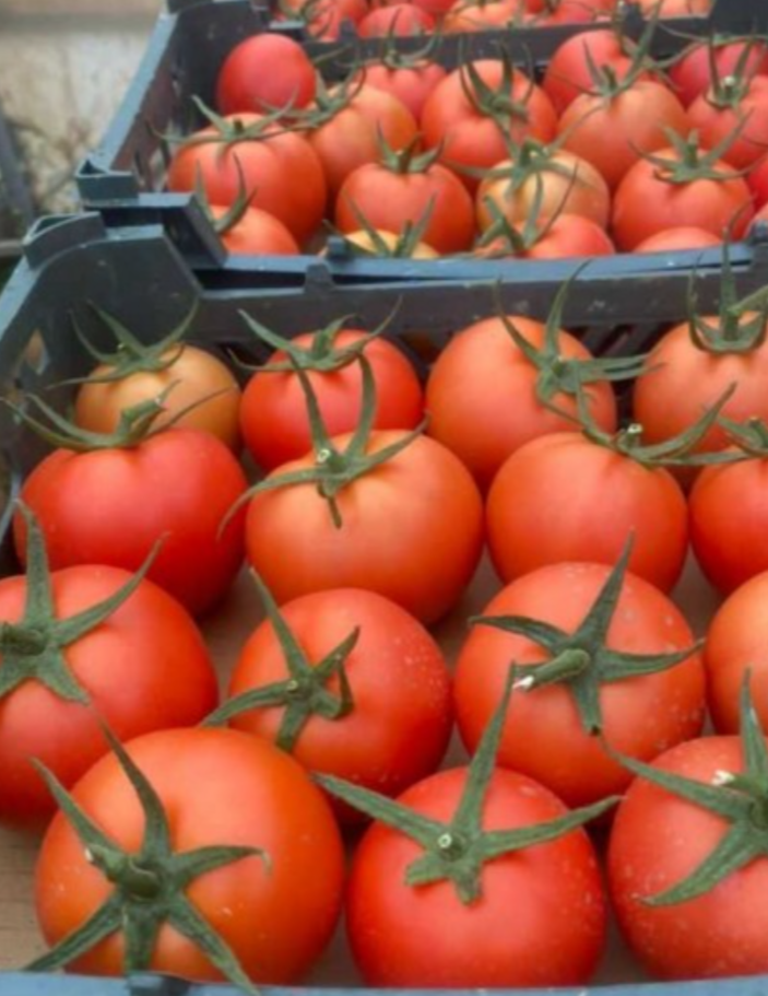 فروش گوجه فرنگی 4129