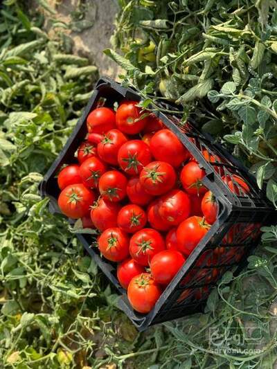 فروش گوجه فرنگی