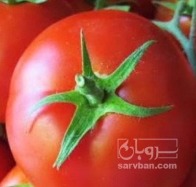 فروش گوجه فرنگی 8320