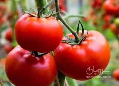 فروش گوجه فرنگی بروبیو