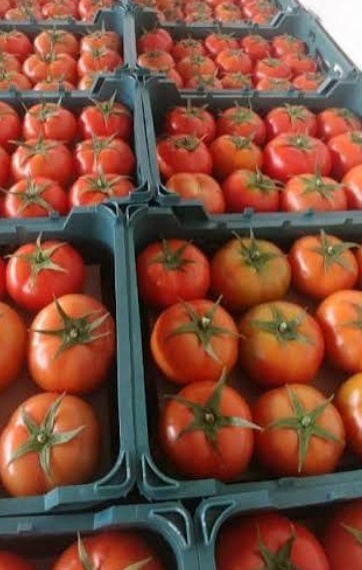 فروش گوجه فرنگی ۴۱۲۹