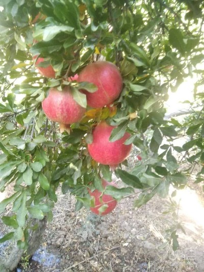 فروش انار رباب