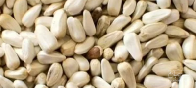 فروش دانه  گلرنگ