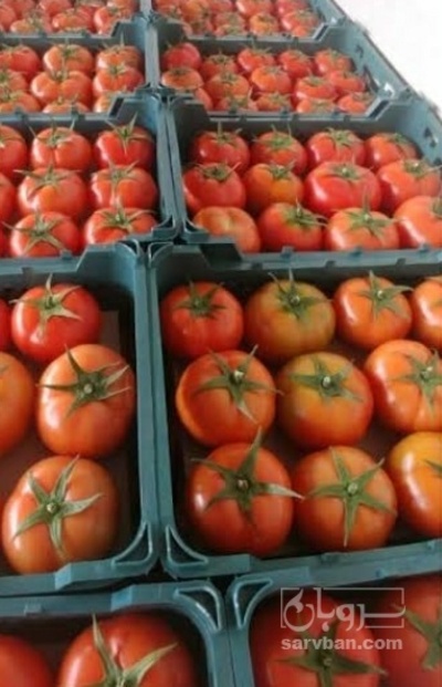 فروش گوجه فرنگی4129