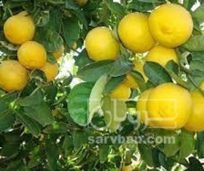 فروش لیمو شیرین