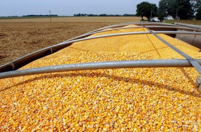 فروش ذرت دامی