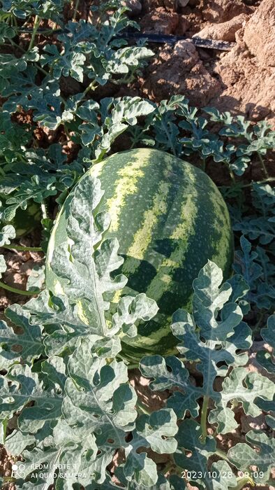 فروش هندوانه گرد