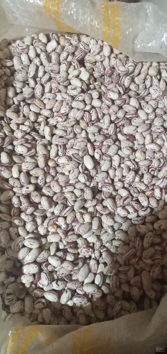 فروش لوبیا چیتی