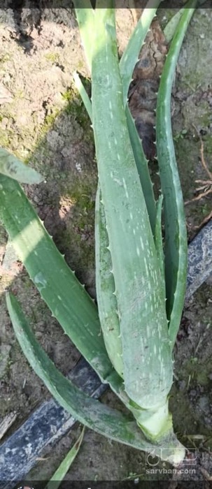 فروش پاجوش الوئه ورا