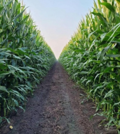 فروش چاپر ذرت - سیلاژ ذرت